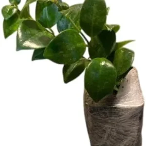 Red Lipstick Plant Live - Aeschynanthus Radicans Trailing Houseplant, 2" Pot - Image 2