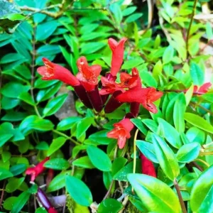 Red Lipstick Plant Live - Aeschynanthus Radicans Trailing Houseplant, 2