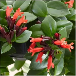 Red Lipstick Plant Live - Aeschynanthus Radicans Trailing Houseplant, 2