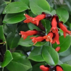 Red Lipstick Plant Live - Aeschynanthus Radicans Trailing Houseplant, 2