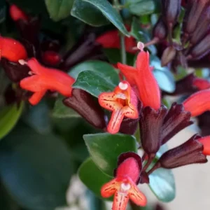 Red Lipstick Plant Live - Aeschynanthus Radicans Trailing Houseplant, 2