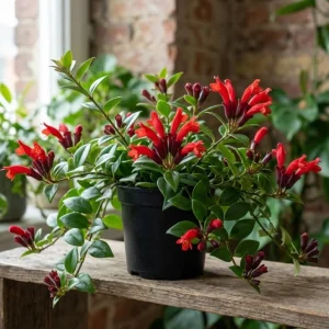 Red Lipstick Plant Live - Aeschynanthus Radicans Trailing Houseplant, 2" Pot - Image 1