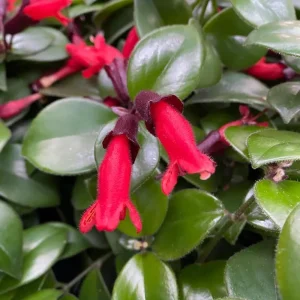 Red Lipstick Plant Live - Aeschynanthus Trailing Houseplant 4-inch Pot Indoor - Image 3