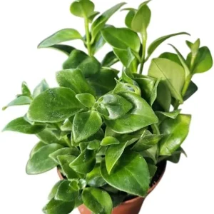 Red Lipstick Plant Live - Aeschynanthus Trailing Houseplant 4-inch Pot Indoor - Image 4
