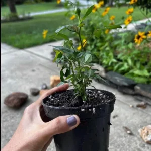 Red Mini Rose Live Plant – Starter Bush – 3-6 inch Tall – Outdoor Flower - Image 2