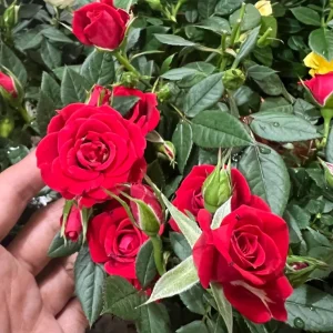 Red Mini Rose Live Plant – Starter Bush – 3-6 inch Tall – Outdoor Flower - Image 1