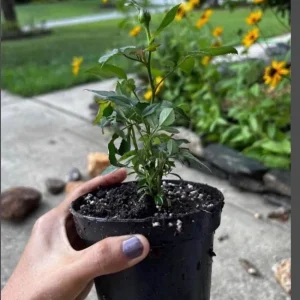 Red-White Mini Rose Starter Live Plant – 3-6 inches Tall – Potted - Image 2