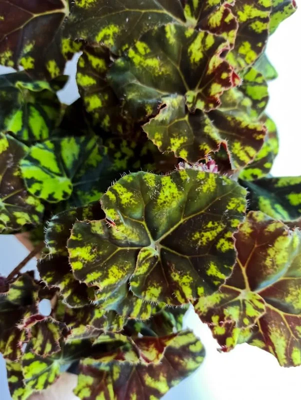 Rex Begonia Live Plant - Green Yellow Bicolor, 4 inch Pot, Easy Indoor Plant - Image 5