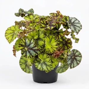 Rex Begonia Live Plant - Green Yellow Bicolor, 4 inch Pot, Easy Indoor Plant - Image 1