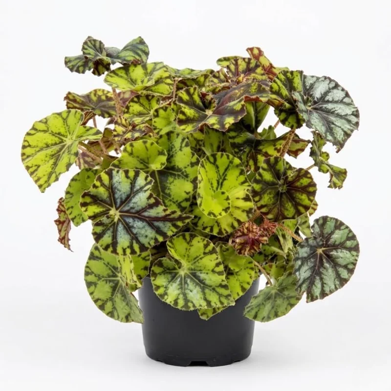 Rex Begonia Live Plant - Green Yellow Bicolor, 4 inch Pot, Easy Indoor Plant - Image 1