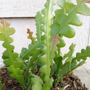 Ric Rac Cactus Live Plant - Epiphyllum Anguliger - Rooted Fishbone Cactus - Image 2