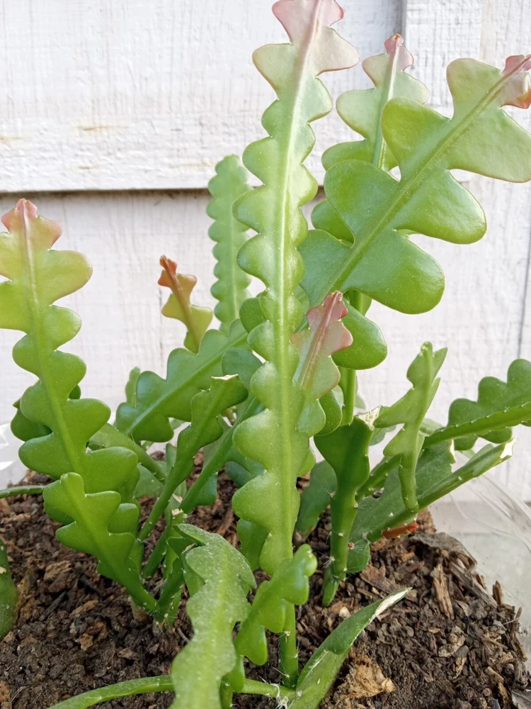 Ric Rac Cactus Live Plant - Epiphyllum Anguliger - Rooted Fishbone Cactus - Image 2