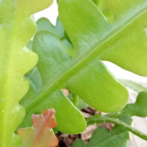 Ric Rac Cactus Live Plant - Epiphyllum Anguliger - Rooted Fishbone Cactus - Image 3