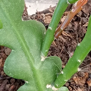 Ric Rac Cactus Live Plant - Epiphyllum Anguliger - Rooted Fishbone Cactus - Image 4