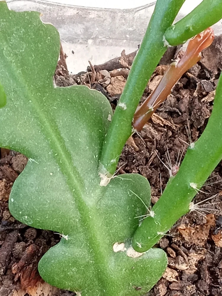 Ric Rac Cactus Live Plant - Epiphyllum Anguliger - Rooted Fishbone Cactus - Image 4