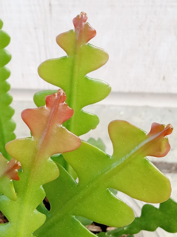 Ric Rac Cactus Live Plant - Epiphyllum Anguliger - Rooted Fishbone Cactus - Image 5
