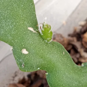 Ric Rac Cactus Live Plant - Epiphyllum Anguliger - Rooted Fishbone Cactus - Image 6