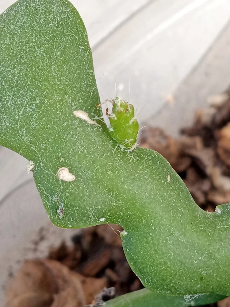 Ric Rac Cactus Live Plant - Epiphyllum Anguliger - Rooted Fishbone Cactus - Image 6