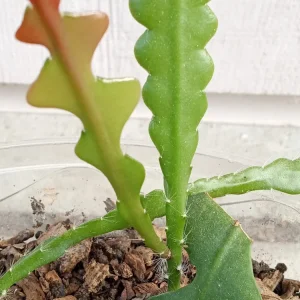 Ric Rac Cactus Live Plant - Epiphyllum Anguliger - Rooted Fishbone Cactus - Image 1