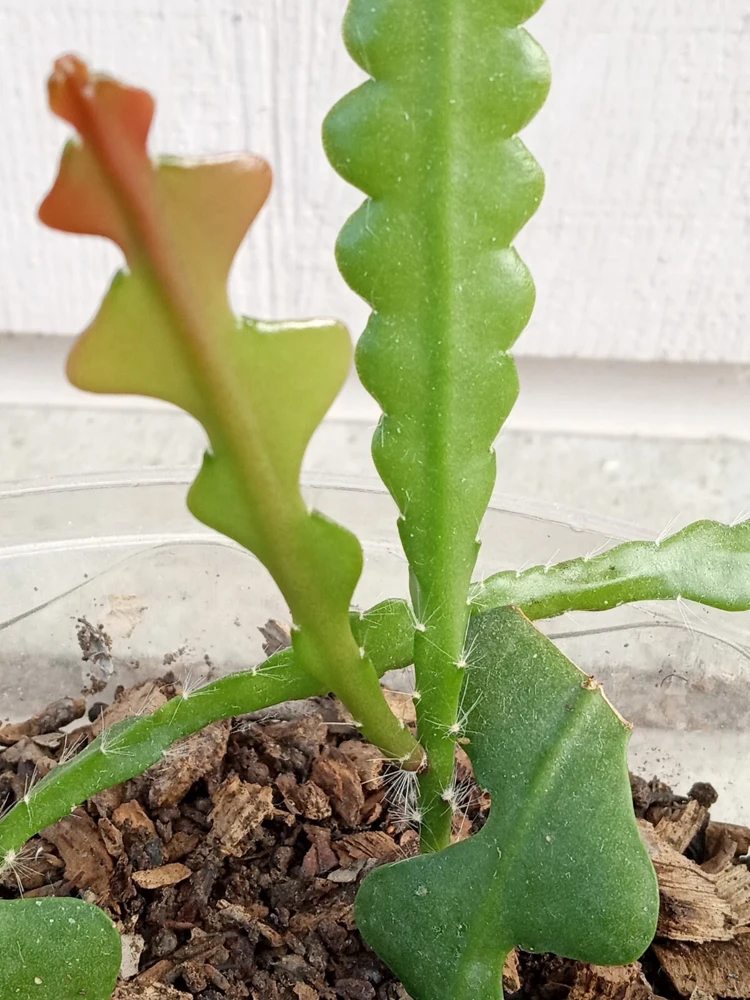 Ric Rac Cactus Live Plant - Epiphyllum Anguliger - Rooted Fishbone Cactus - Image 1