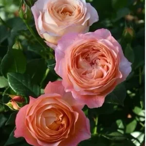 Robin Rose Live Plant – Fragrant Orange Apricot Shrub Rose – 120-150 cm - Image 2