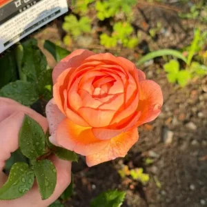 Robin Rose Live Plant – Fragrant Orange Apricot Shrub Rose – 120-150 cm - Image 3