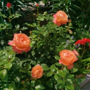 Robin Rose Live Plant – Fragrant Orange Apricot Shrub Rose – 120-150 cm - Image 4