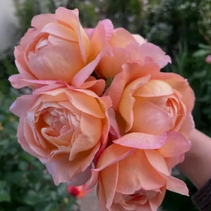Robin Rose Live Plant – Fragrant Orange Apricot Shrub Rose – 120-150 cm - Image 1