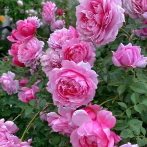 Rose Fée Clochette Live Plant - Pink Double Petal, Hardy Zones 6-9, 40 cm Tall - Image 2