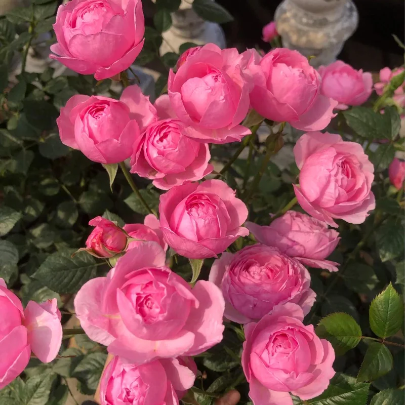 Rose Fée Clochette Live Plant - Pink Double Petal, Hardy Zones 6-9, 40 cm Tall - Image 3