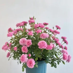 Rose Fée Clochette Live Plant - Pink Double Petal, Hardy Zones 6-9, 40 cm Tall - Image 4