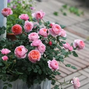Rose Fée Clochette Live Plant - Pink Double Petal, Hardy Zones 6-9, 40 cm Tall - Image 5
