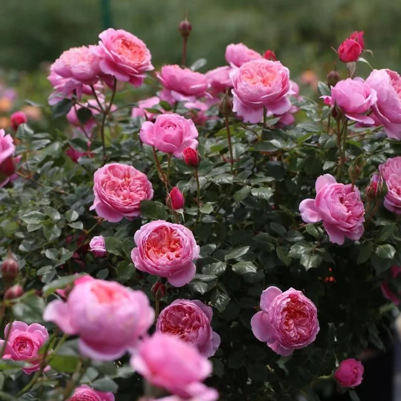Rose Fée Clochette Live Plant - Pink Double Petal, Hardy Zones 6-9, 40 cm Tall - Image 6