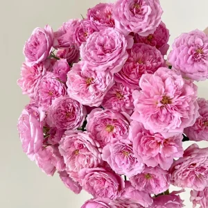 Rose Fée Clochette Live Plant - Pink Double Petal, Hardy Zones 6-9, 40 cm Tall - Image 7