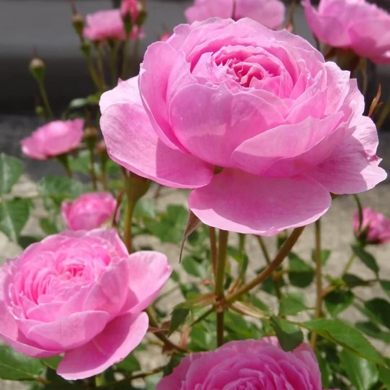 Rose Fée Clochette Live Plant - Pink Double Petal, Hardy Zones 6-9, 40 cm Tall - Image 1
