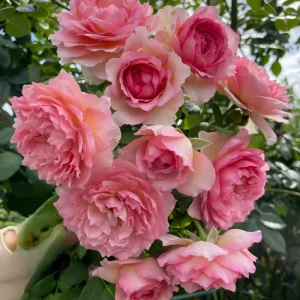 Rose Live Plant - Pink/Light Purple Double Petal - Fragrant - 8 cm Flower - Image 3