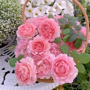 Rose Live Plant - Pink/Light Purple Double Petal - Fragrant - 8 cm Flower - Image 4