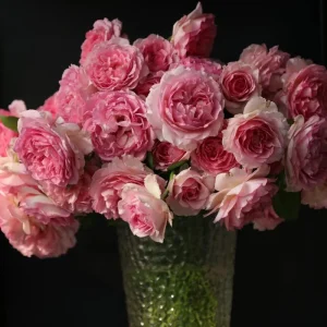 Rose Live Plant - Pink/Light Purple Double Petal - Fragrant - 8 cm Flower - Image 5