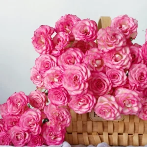 Rose Live Plant - Pink/Light Purple Double Petal - Fragrant - 8 cm Flower - Image 7
