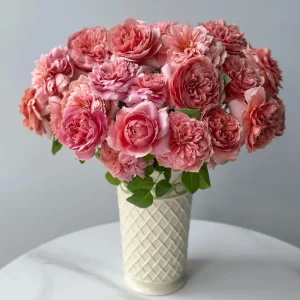 Rose Moulin de la Galette Live Plant - Fragrant Orange/Pink Double Blooms 150-250 cm - Image 2