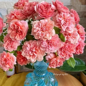 Rose Moulin de la Galette Live Plant - Fragrant Orange/Pink Double Blooms 150-250 cm - Image 1