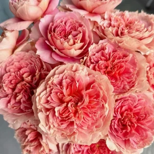 Rose Moulin de la Galette Live Plant - Fragrant Orange/Pink Double Blooms 150-250 cm - Image 3