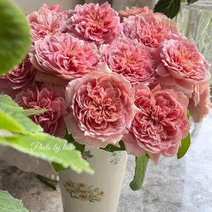 Rose Moulin de la Galette Live Plant - Fragrant Orange/Pink Double Blooms 150-250 cm - Image 4
