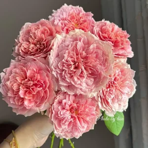 Rose Moulin de la Galette Live Plant - Fragrant Orange/Pink Double Blooms 150-250 cm - Image 5