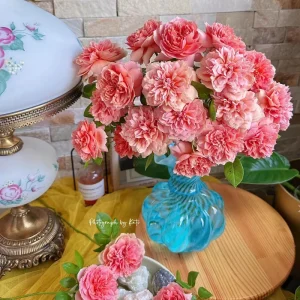 Rose Moulin de la Galette Live Plant - Fragrant Orange/Pink Double Blooms 150-250 cm - Image 6