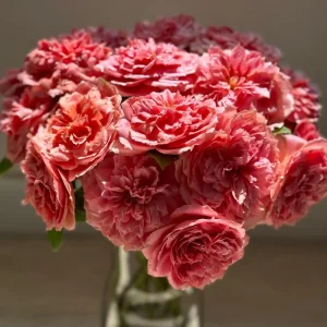 Rose Moulin de la Galette Live Plant - Fragrant Orange/Pink Double Blooms 150-250 cm - Image 7