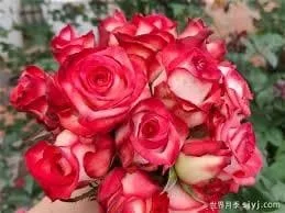 Rouge Climbing Rose Live Plant - Delicate Pink Flowers, 2-3m Tall - Image 2