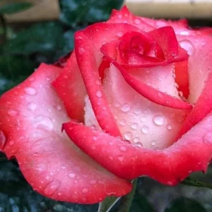 Rouge Climbing Rose Live Plant - Delicate Pink Flowers, 2-3m Tall - Image 1
