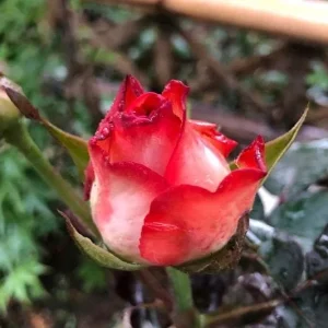 Rouge Climbing Rose Live Plant - Delicate Pink Flowers, 2-3m Tall - Image 4