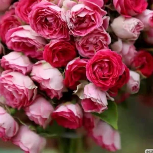 Rouge Climbing Rose Live Plant - Delicate Pink Flowers, 2-3m Tall - Image 5